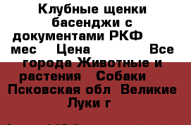 Клубные щенки басенджи с документами РКФ - 2,5 мес. › Цена ­ 20 000 - Все города Животные и растения » Собаки   . Псковская обл.,Великие Луки г.